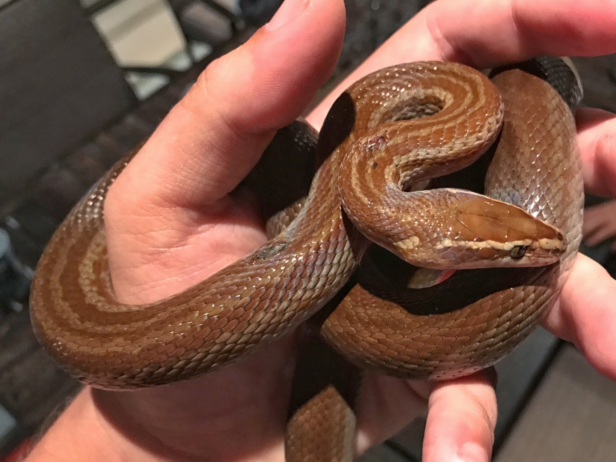 Коричневая белая змея. Домовая змея Boaedon lineatus. Браун Снейк змея. Boaedon capensis. Домовая змея фулигинозус.