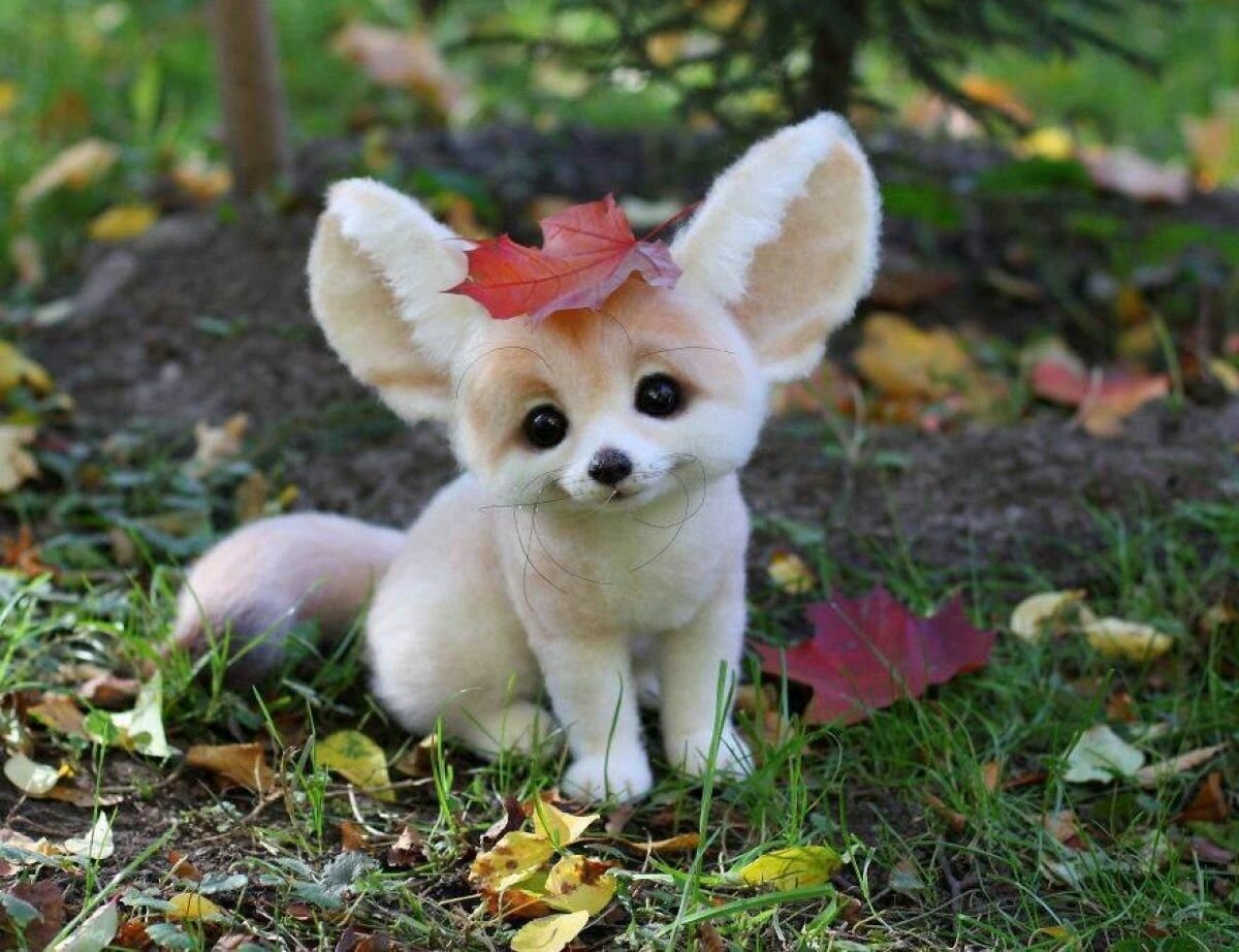 Маленькие собачки с большими ушами (24 фото)