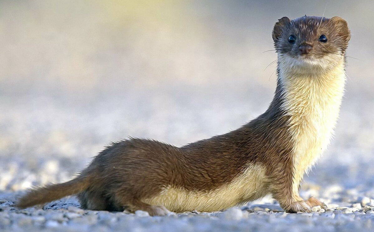 Ласка (Mustela nivalis). Солонгой Забалькайский. Горностай (Mustela erminea). Солонгой Дальневосточная популяция.