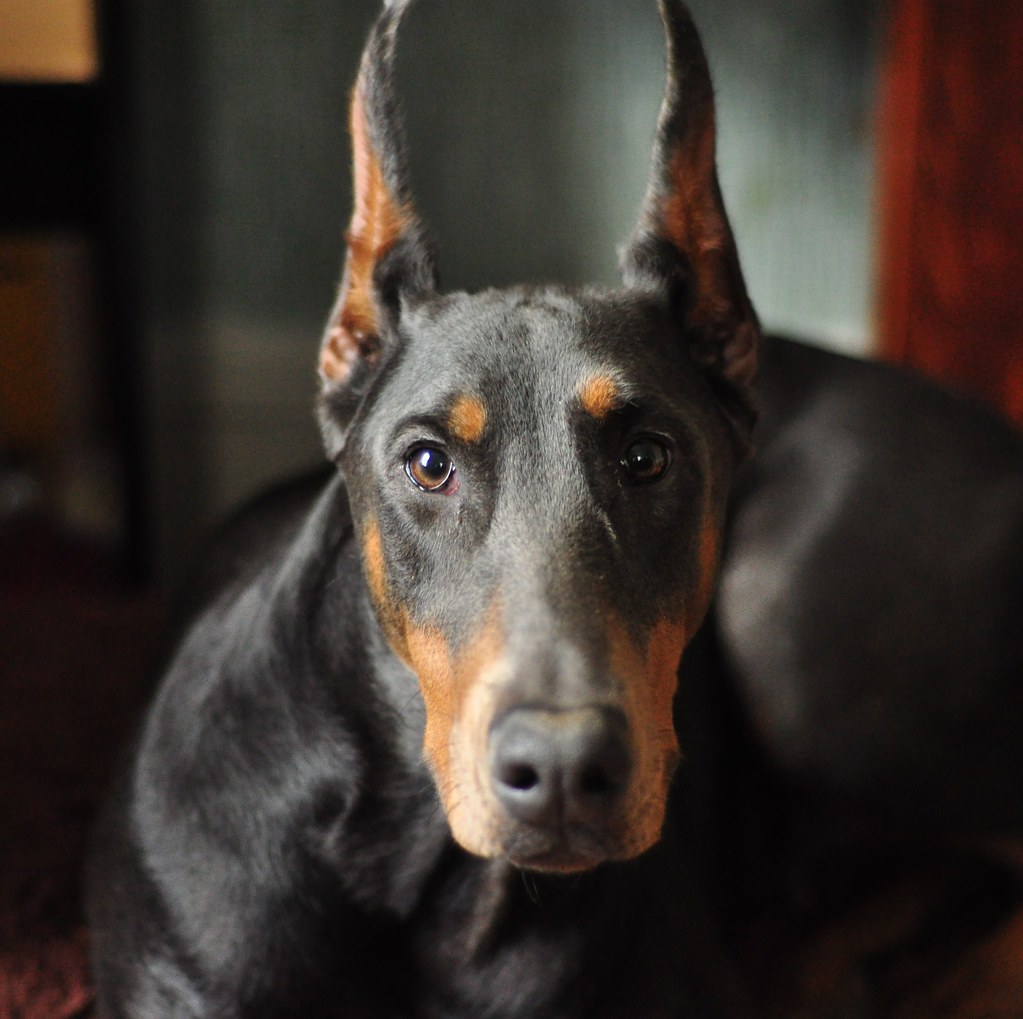 Собака с острыми ушами (49 фото)