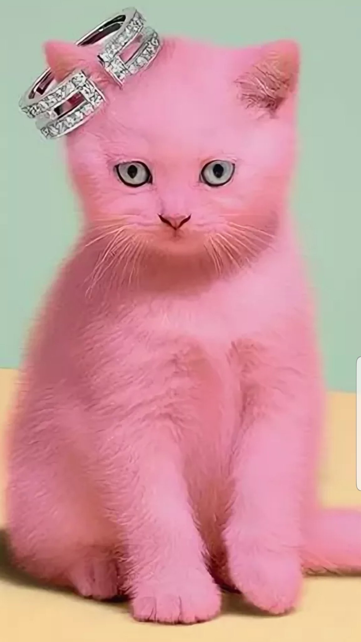 Розовый кот (55 фото)