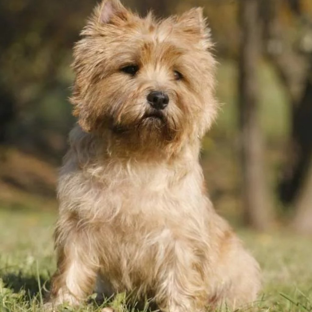 Cairn Terrier Dog Breed Information