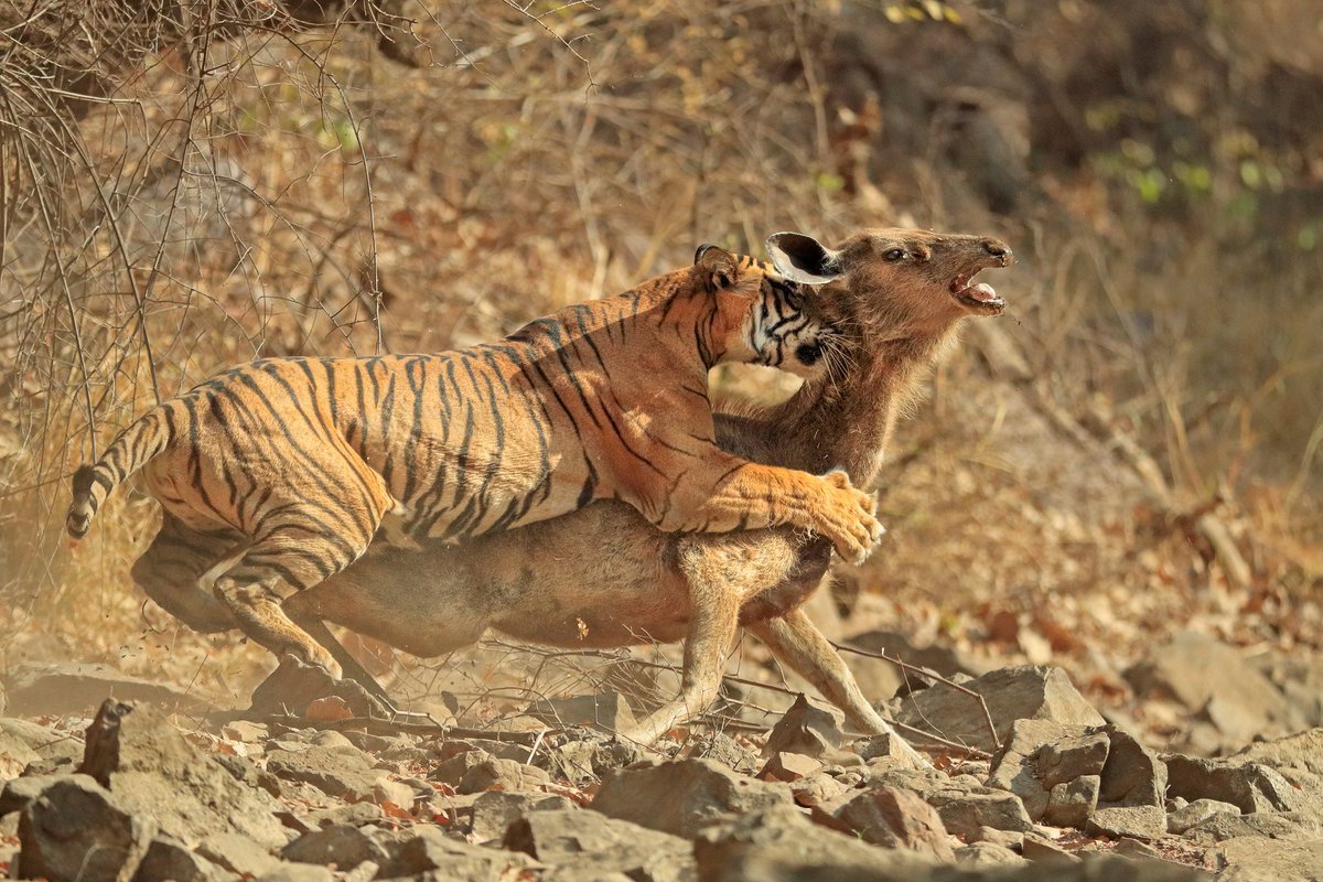 Хищники становятся добычей. Бенгальский тигр на охоте. Бенгальский тигр охотится. Хищник на охоте. Хищные животные охота.