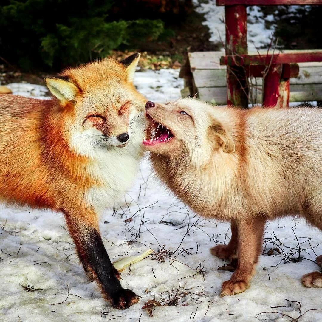 Fox Comb