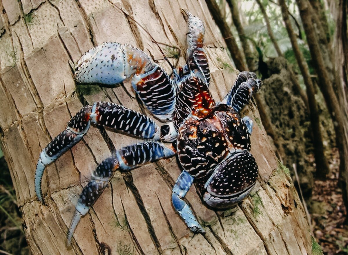 Жуткие насекомые Австралии (26 фото)