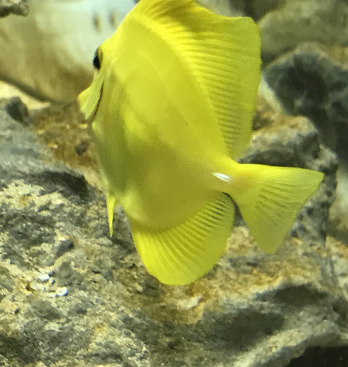 Желтая рыба (45 фото)