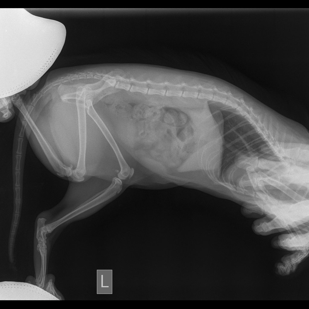 Остеохондродисплазия шотландских вислоухих кошек (63 фото)