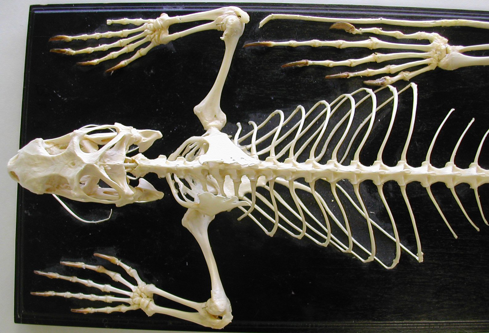 Рептилии ребра. Скелет варанов грудная клетка. Скелет грудной клетки ящерицы. Скелет варана. Анатомия ящерицы скелет.