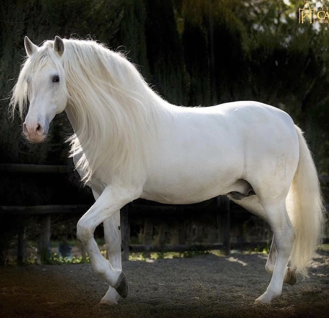 Липпицианская порода лошадей (28 фото)