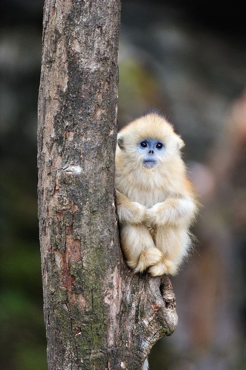 Милая маленькая обезьянка (34 фото)