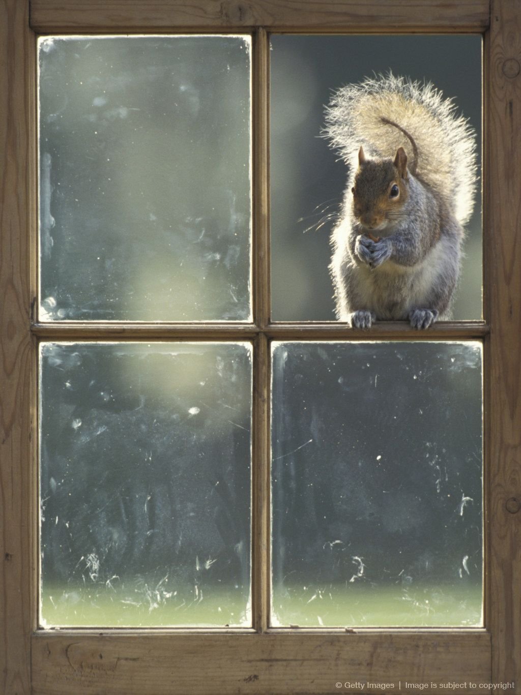 Белковое окно. Белка на окно. Белка заглядывает в окно. Белочки за окном. Животное заглядывает в окно.