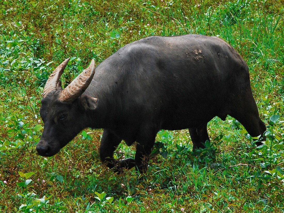 Кентус буйвол (27 фото)