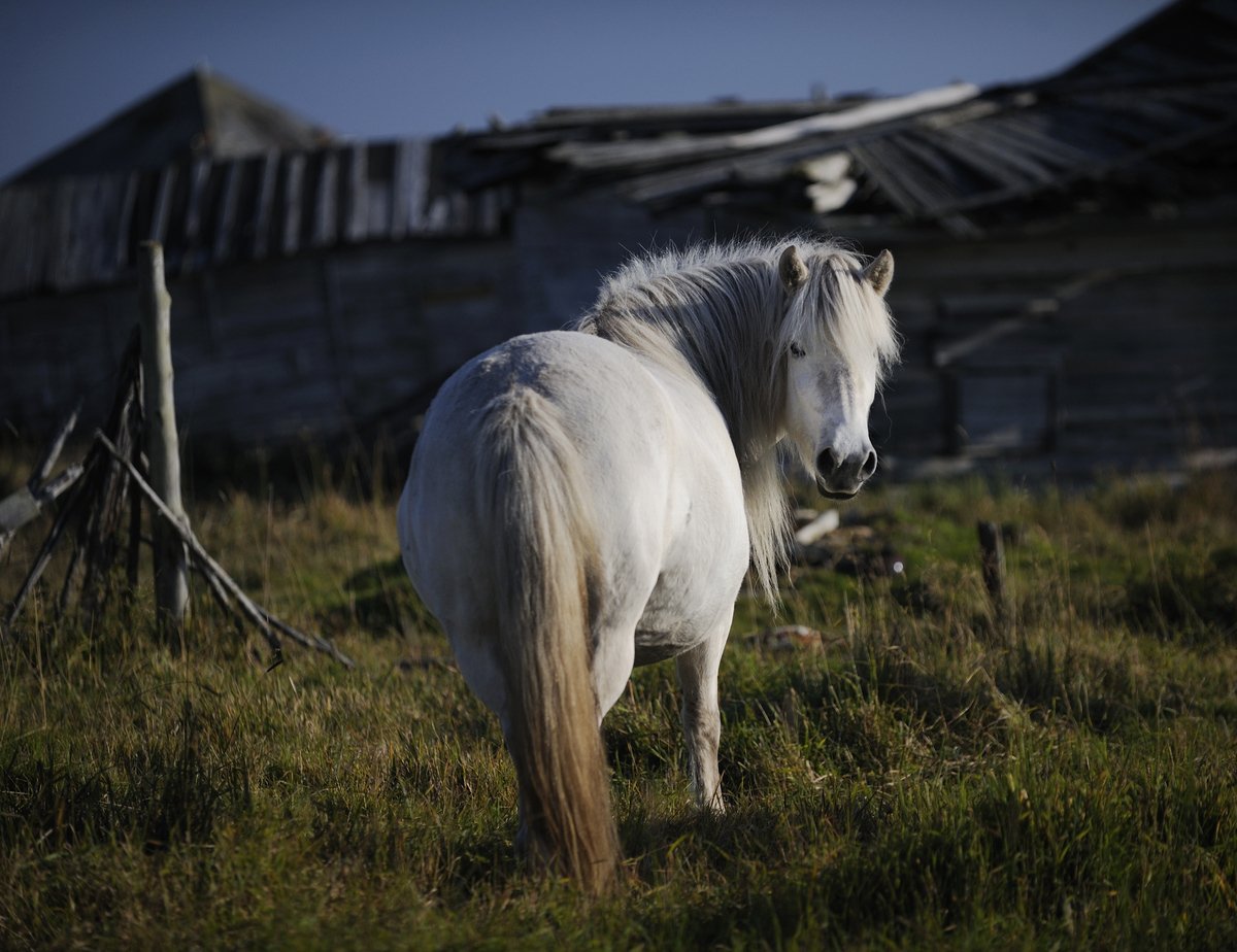 Лошади Якутии (32 фото)