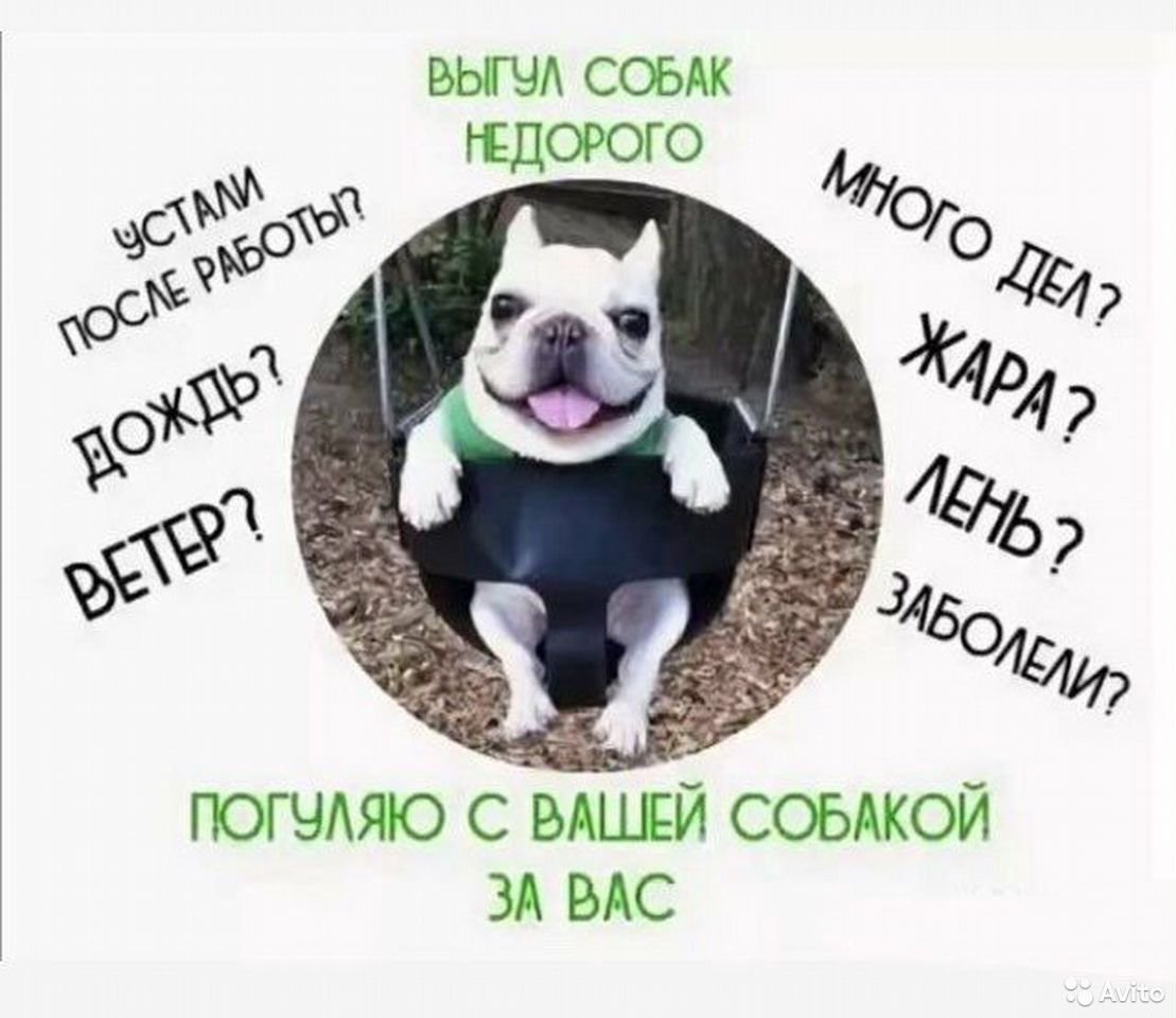 Выгул Собак Цена