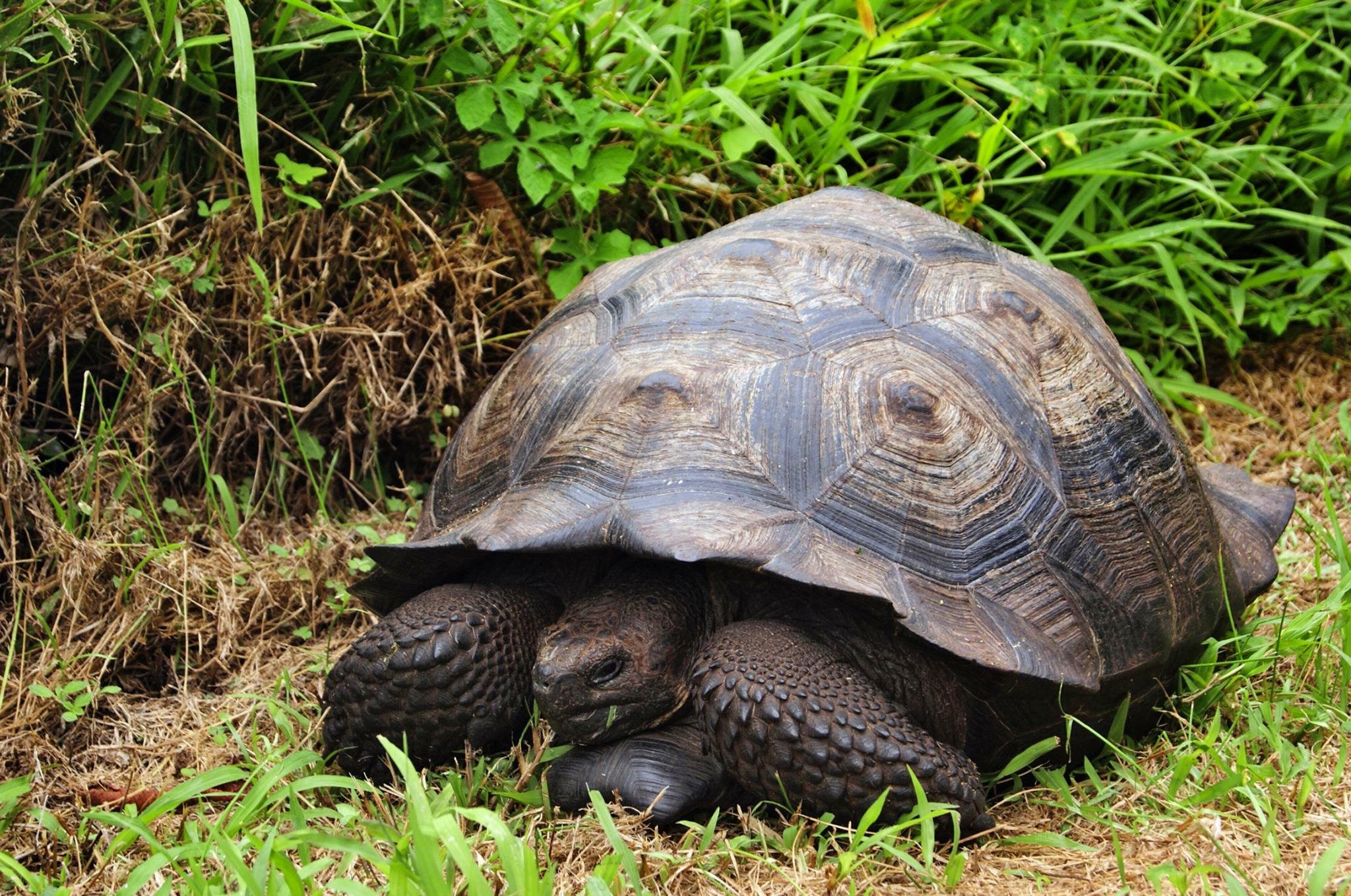 Черепаха форма. Черепаха Тартаруга. Большеголовая черепаха. Malaclemys Terrapin. Трехпалая черепаха.