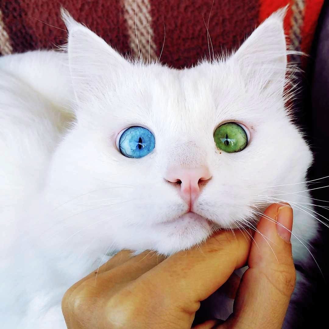 Коты с косыми глазами (28 фото)