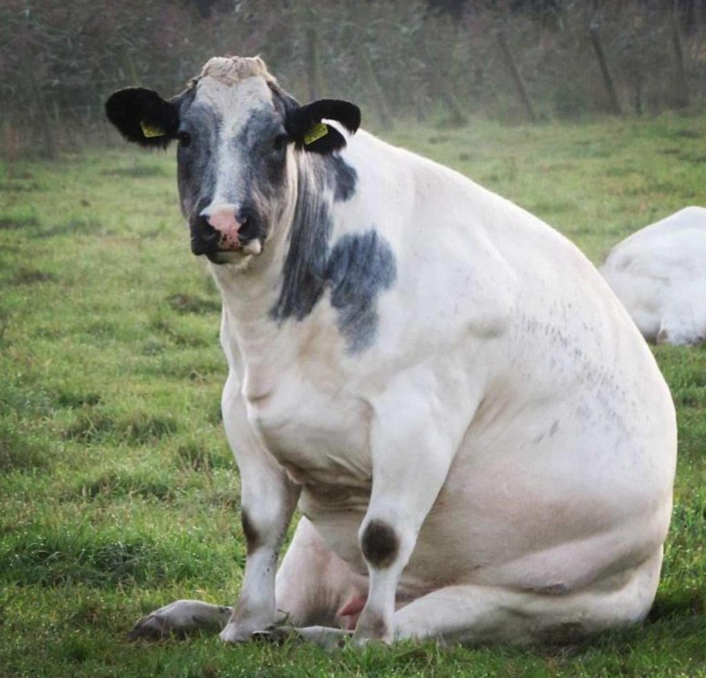 Толстая корова (43 фото)