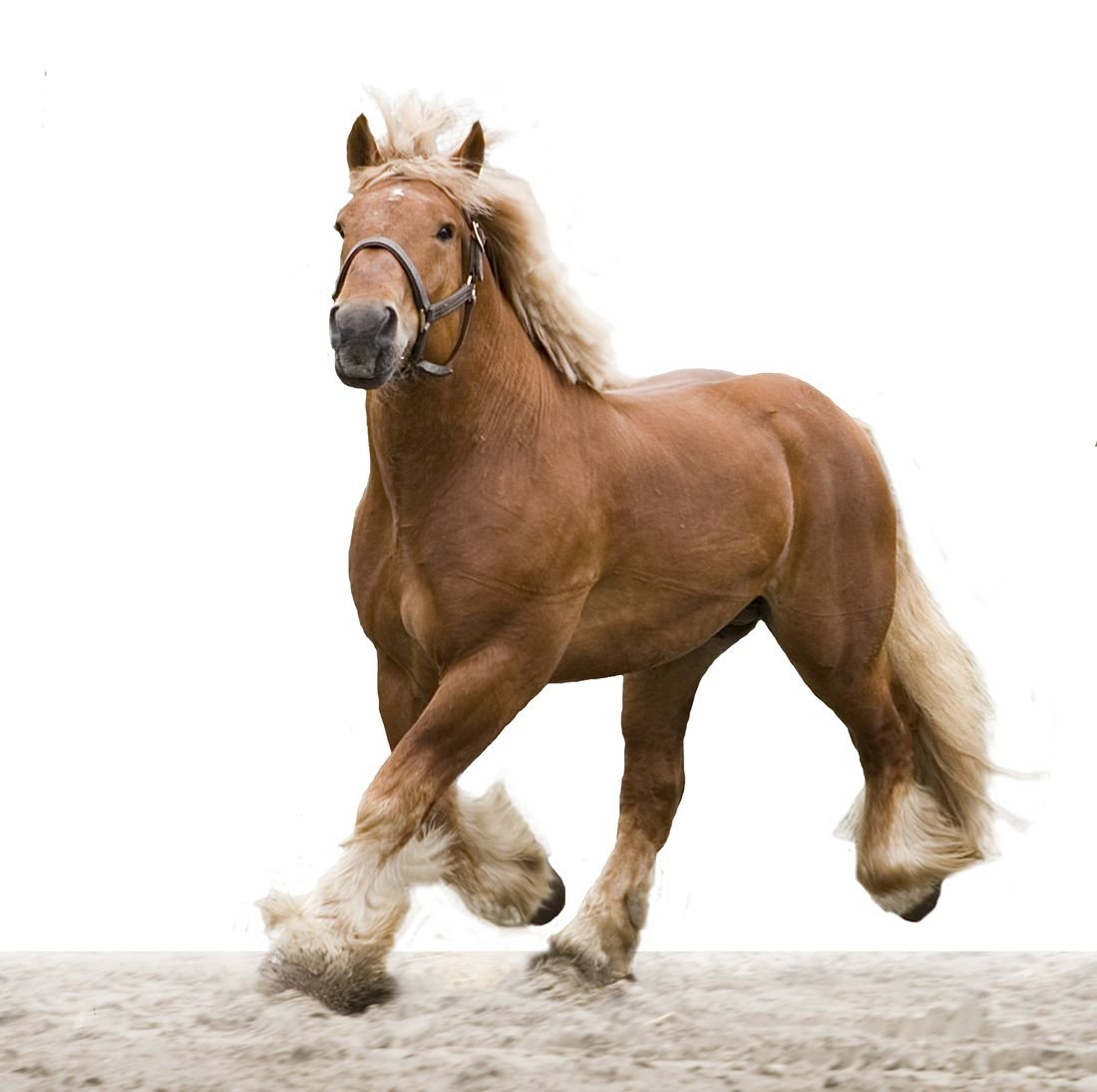 Belgian Brabant blue roan stallion. photo: Mark Barrett. Rare horses, Big horses