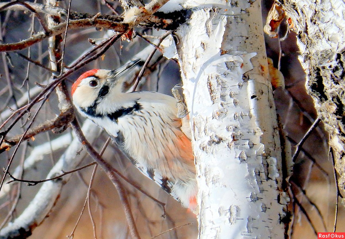 Зимующие птицы Кузбасса (63 фото)