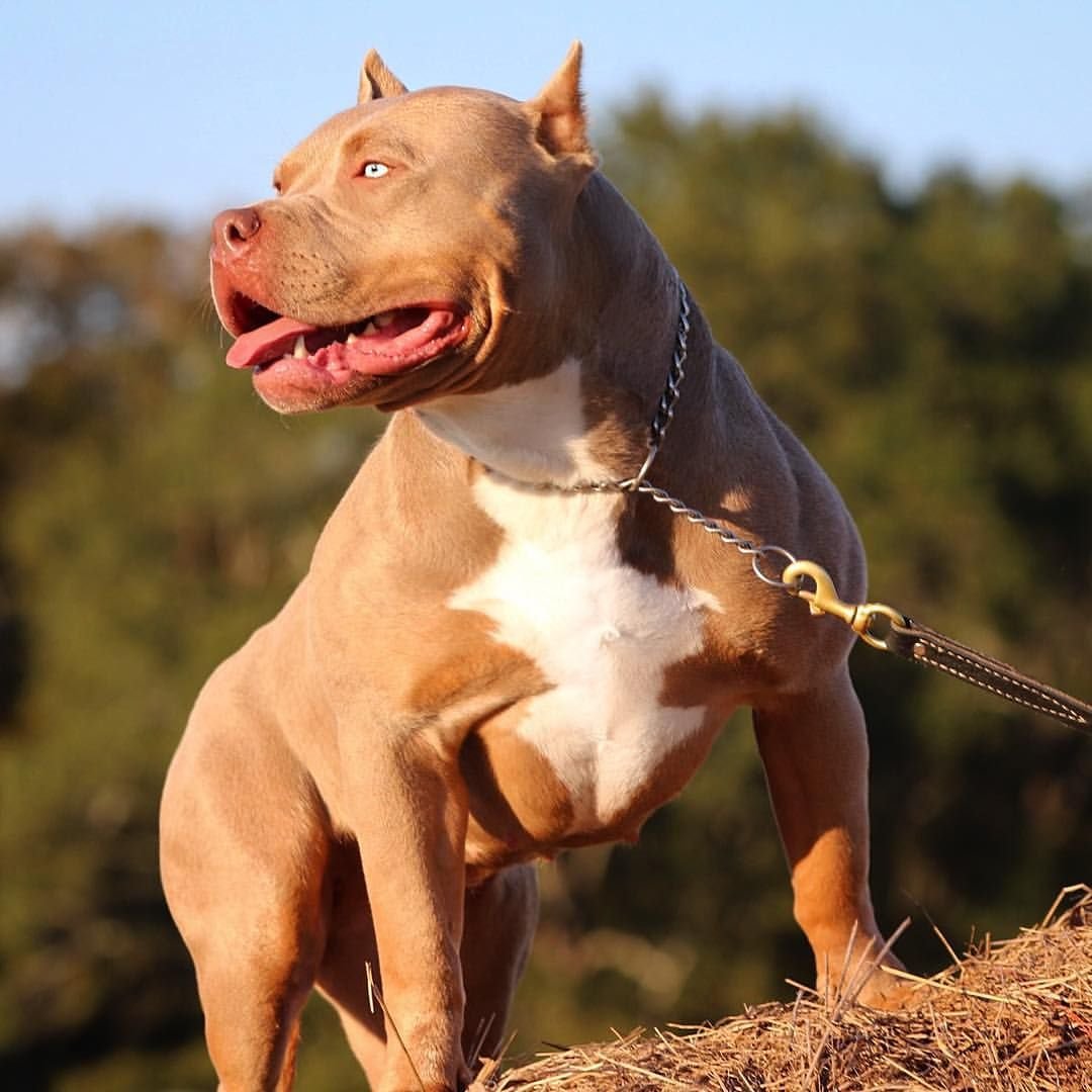 Pit bull terriers виды