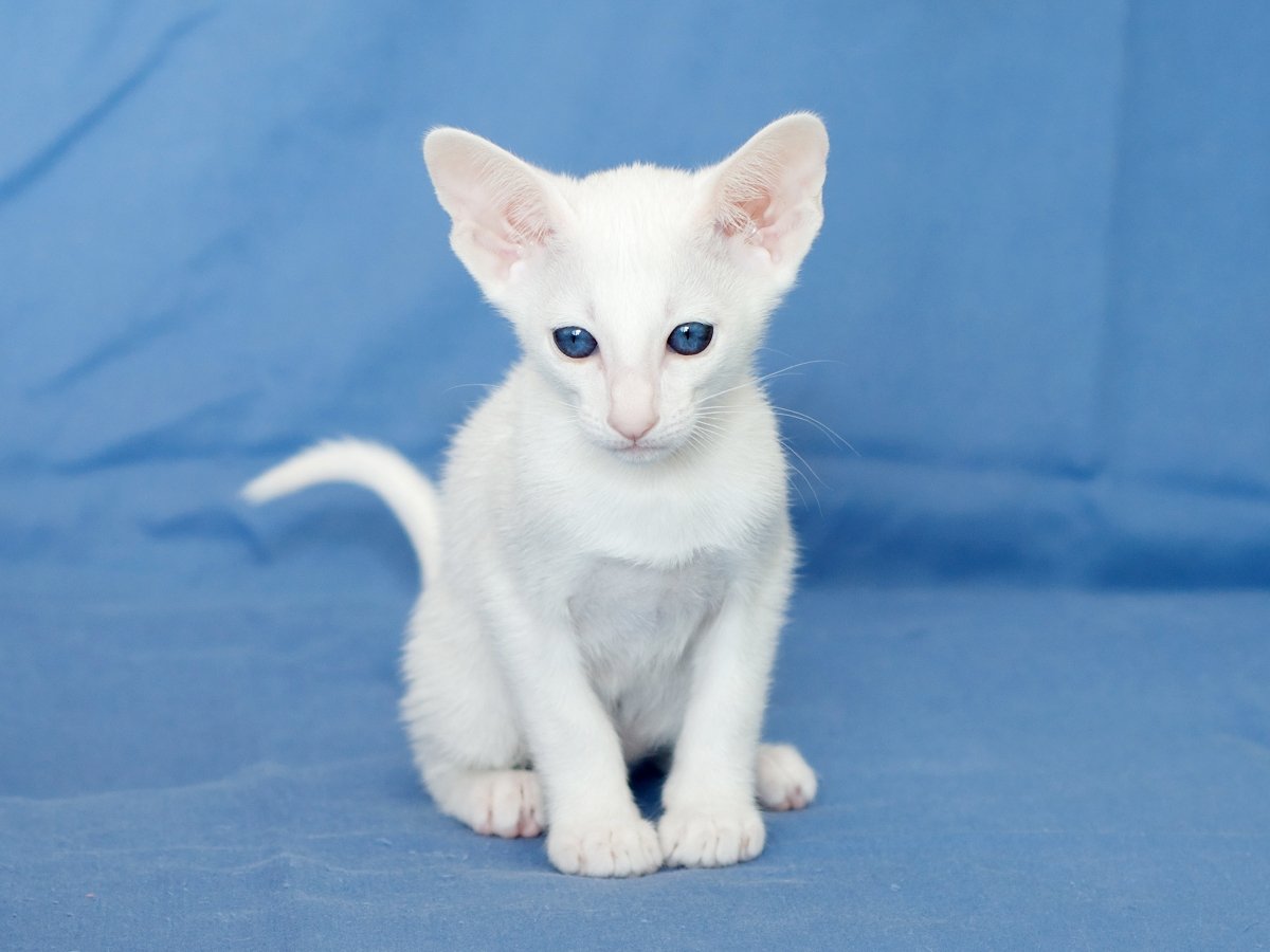 Белый ориентальный кот (29 фото)