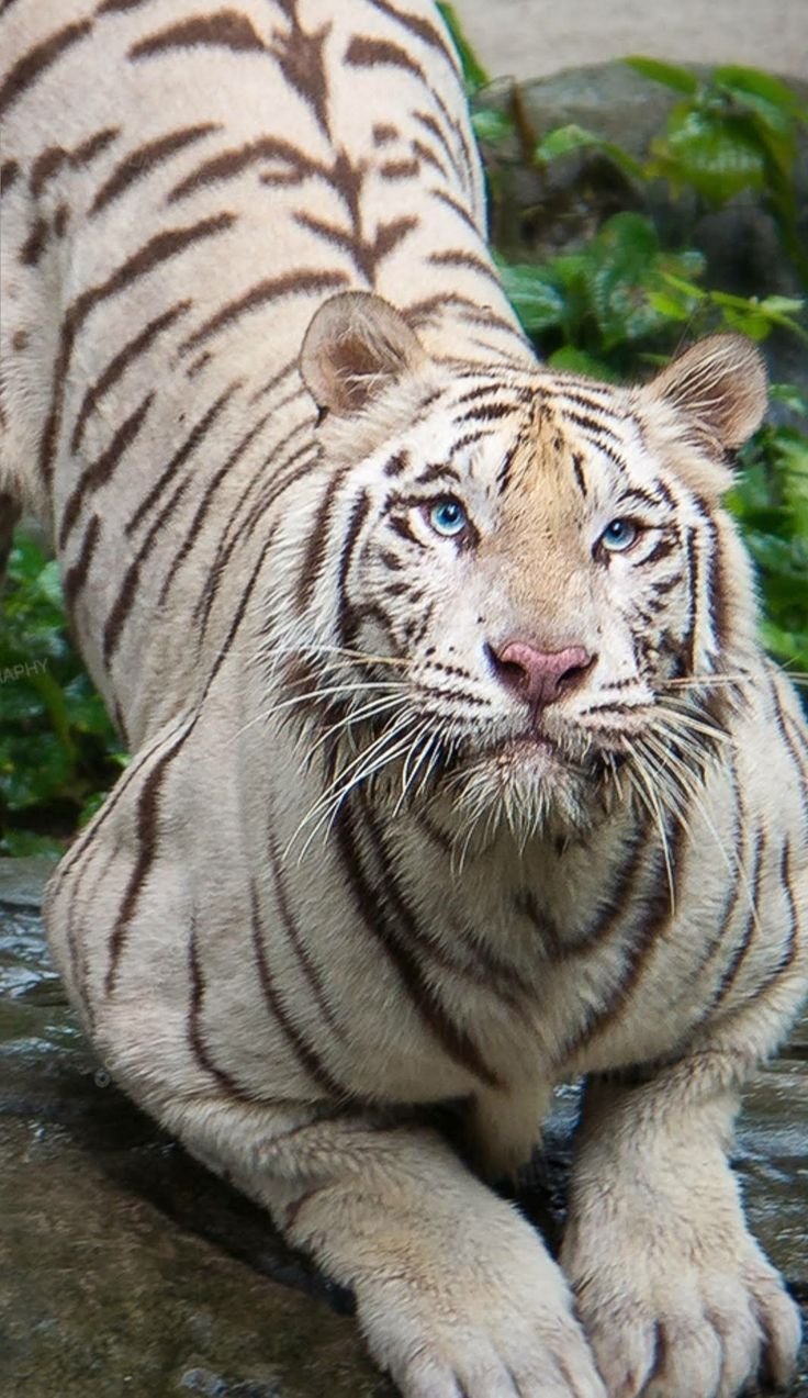Картинка тигра