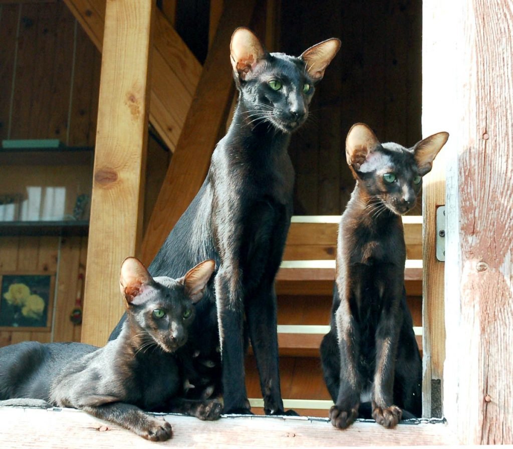 Черный ориентальный кот (52 фото)