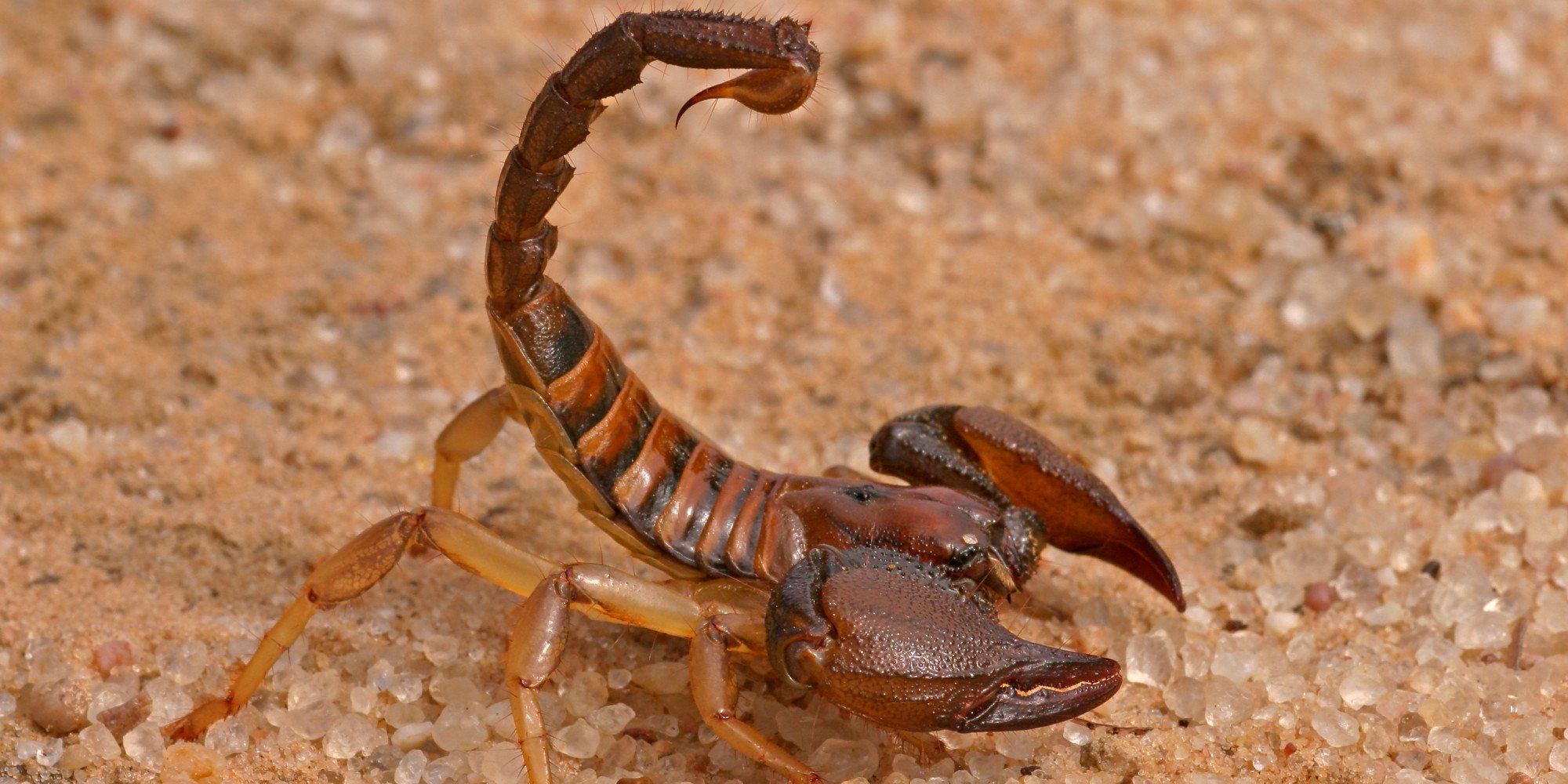 Scorpion tail. Стрипедтальский Скорпион. Желтый толстохвостый Скорпион. Австралийский Скорпион. Ядовитый Скорпион.