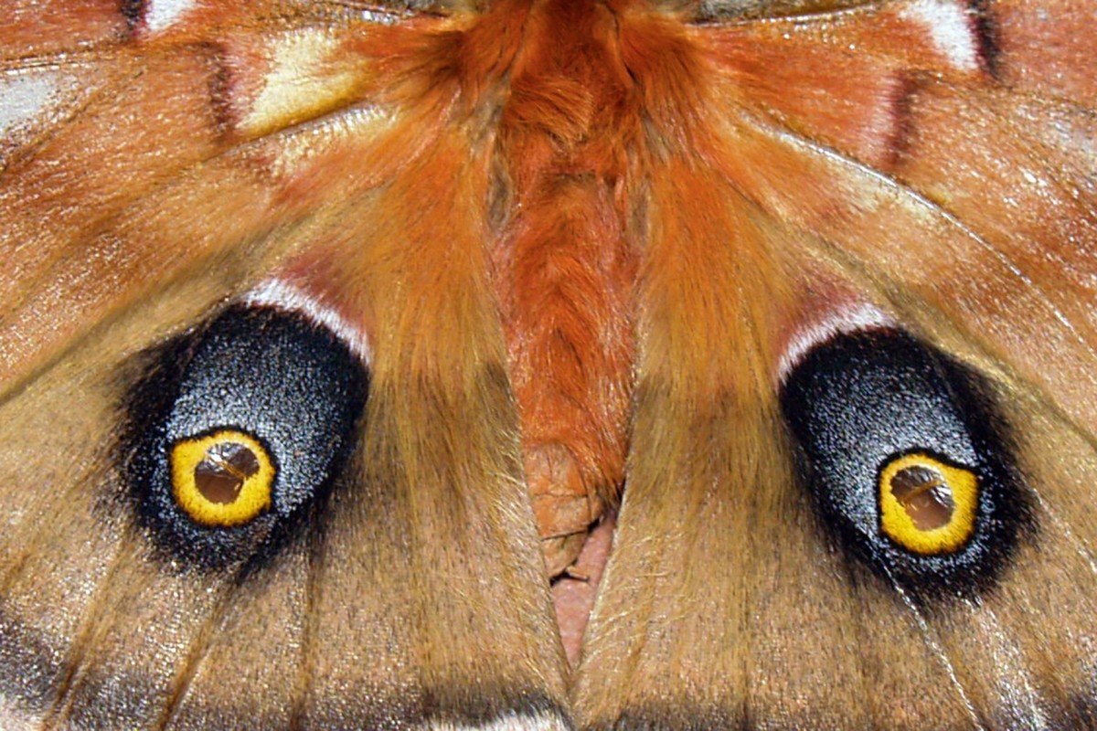Глаза бабочки (59 фото)