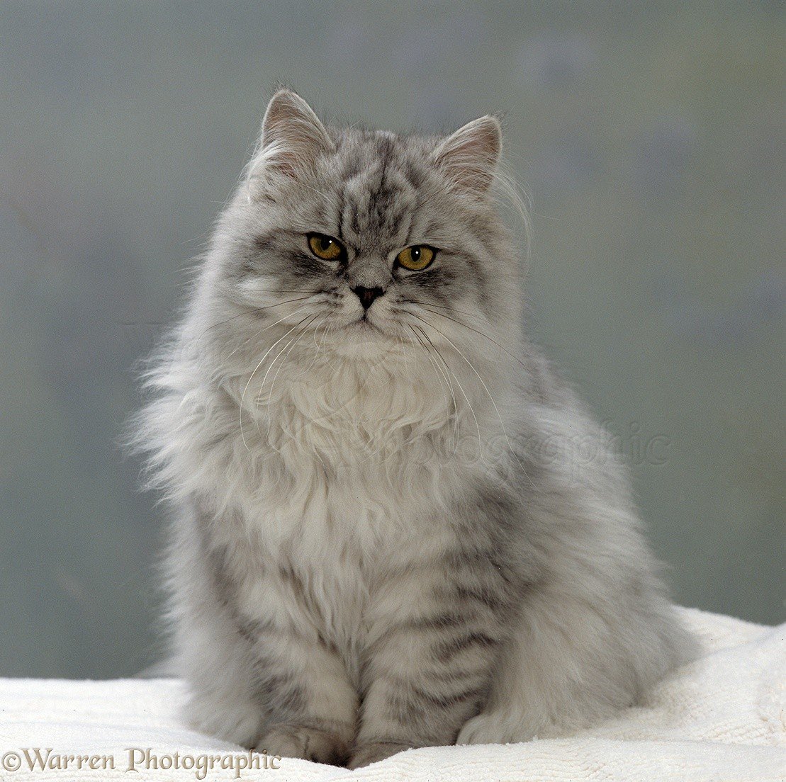 Сибирская шиншилла кошка (37 фото)