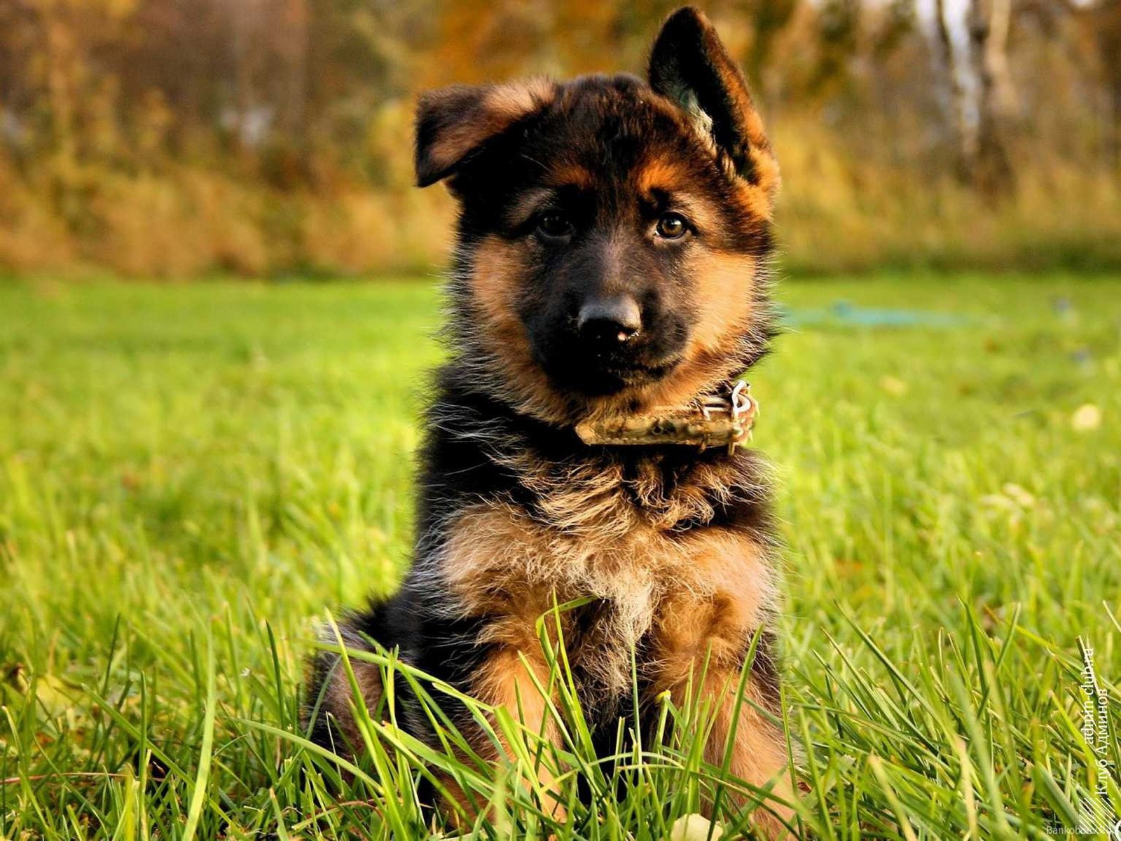 Фотографии овчарок щенков. German Shepherd немецкая овчарка щенок. Чистокровная немецкая овчарка щенок. Немецкая овчарка Шеферд щенки.