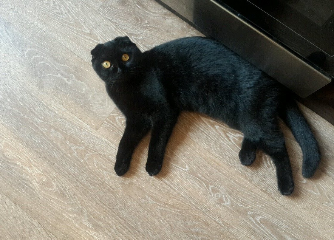 Британская вислоухая кошка черная (59 фото)