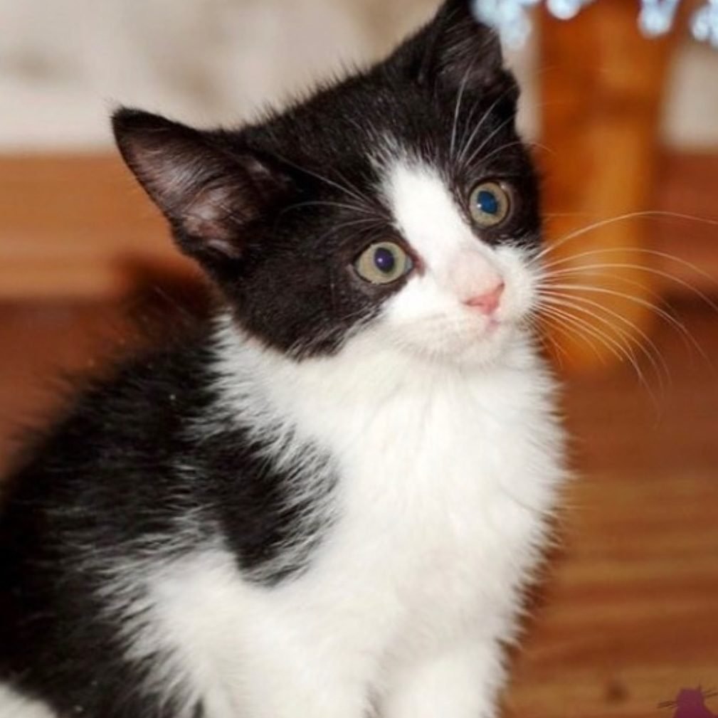 Котенок белый с черными пятнами (27 фото)