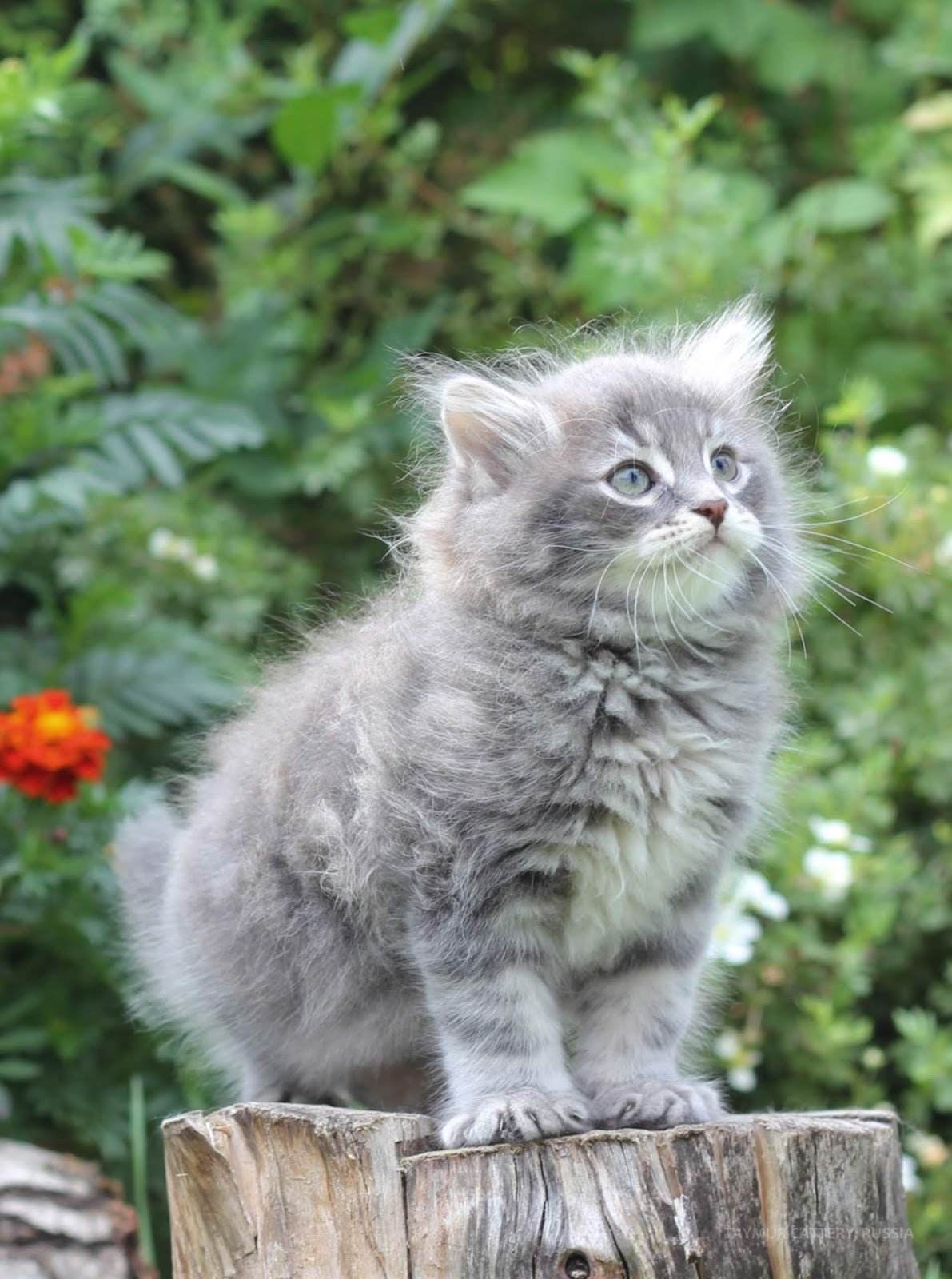 Сибирская кошка голубого окраса (29 фото)