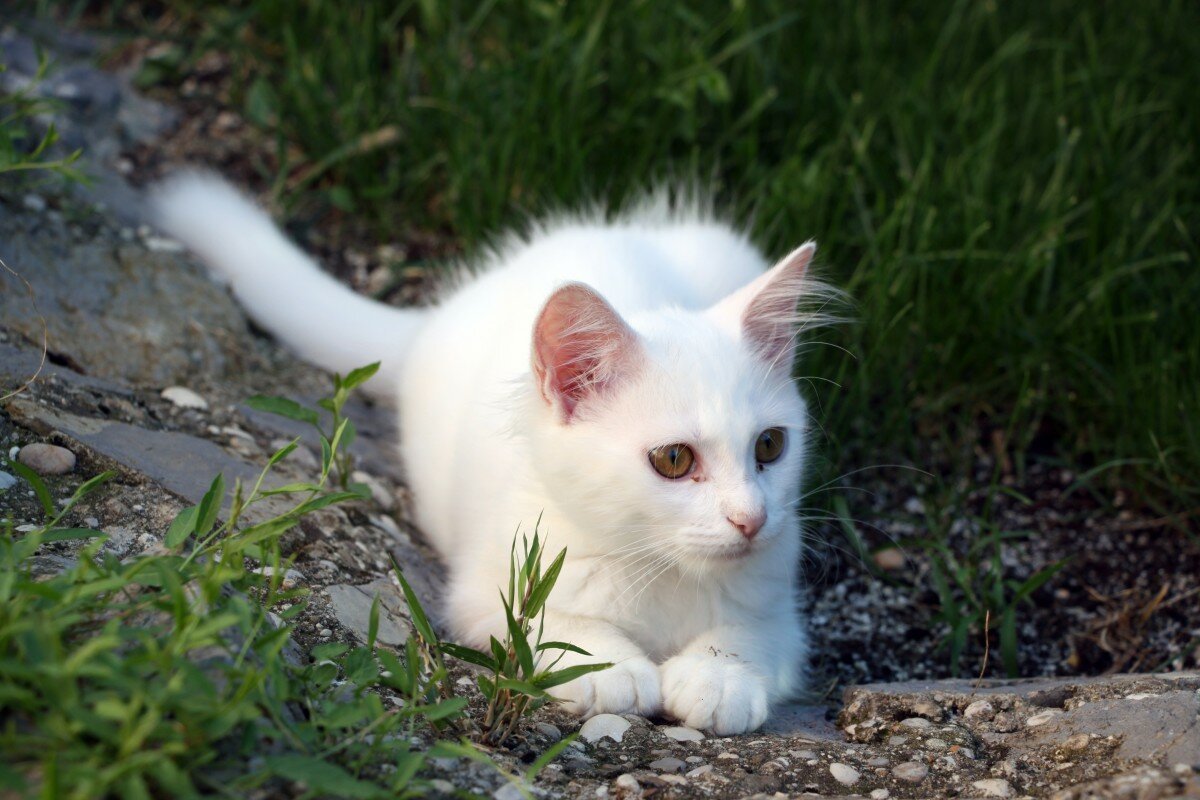 Белая кошка с карими глазами (25 фото)