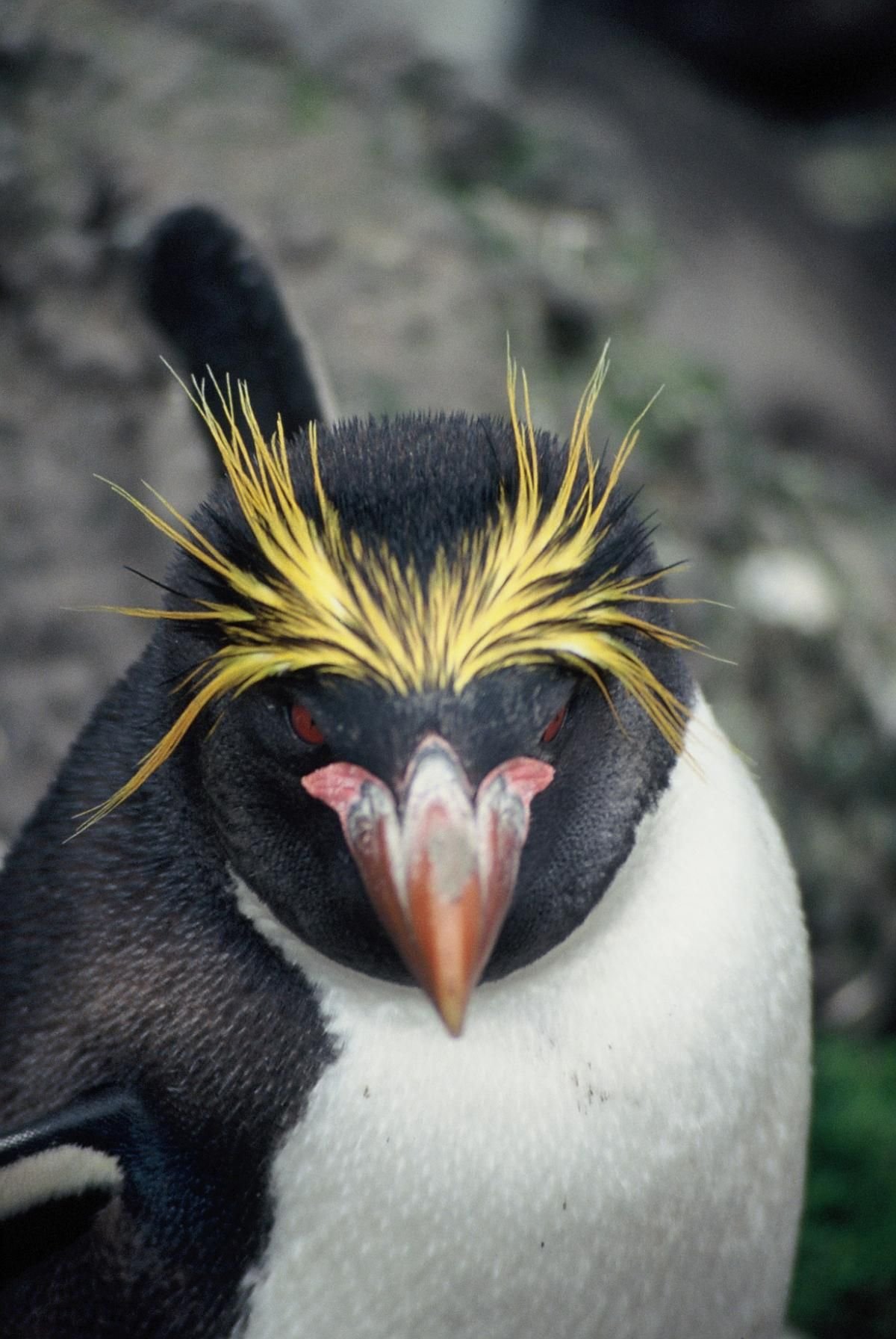 Златовласый Пингвин (33 фото)