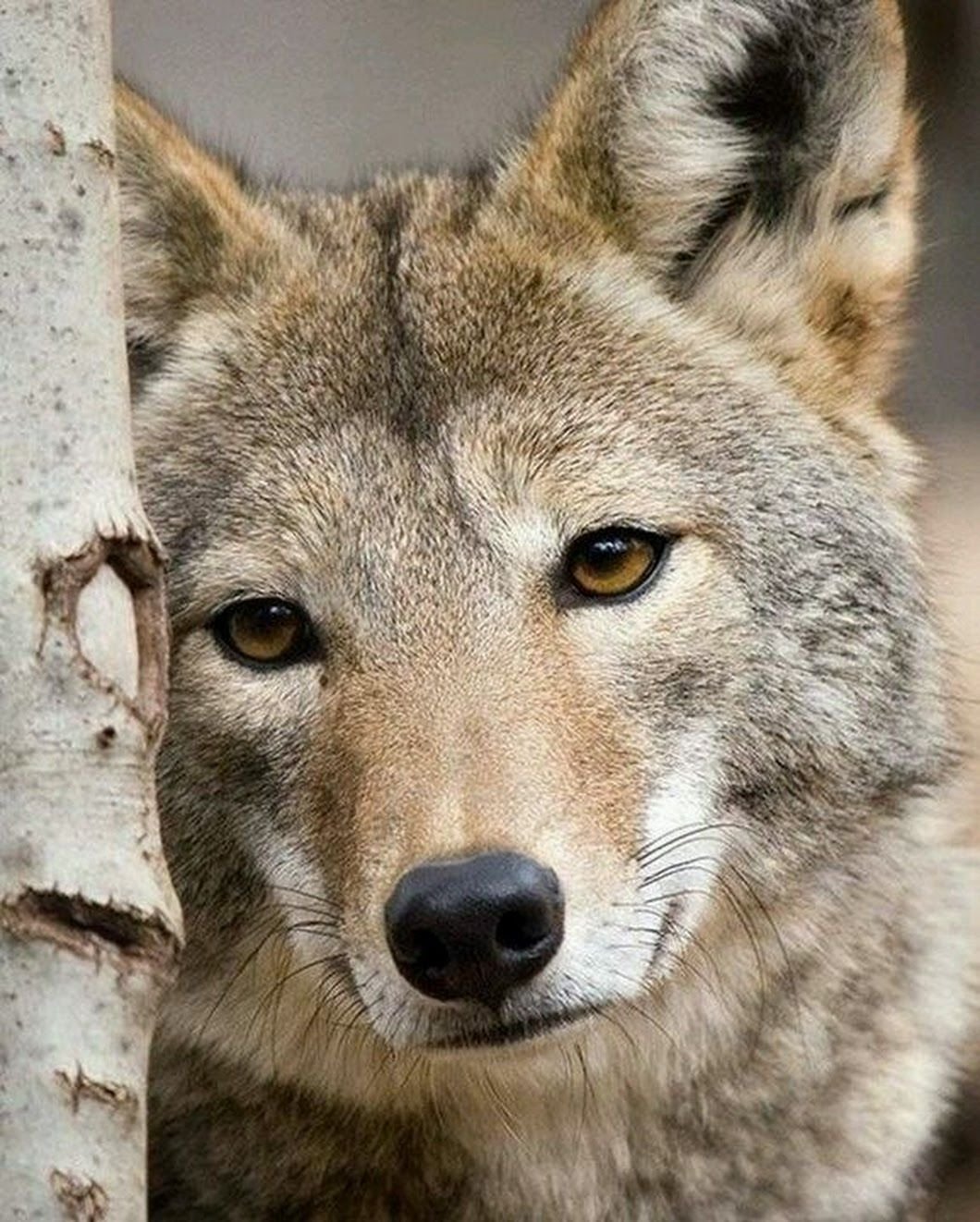 Воровской волк (31 фото)