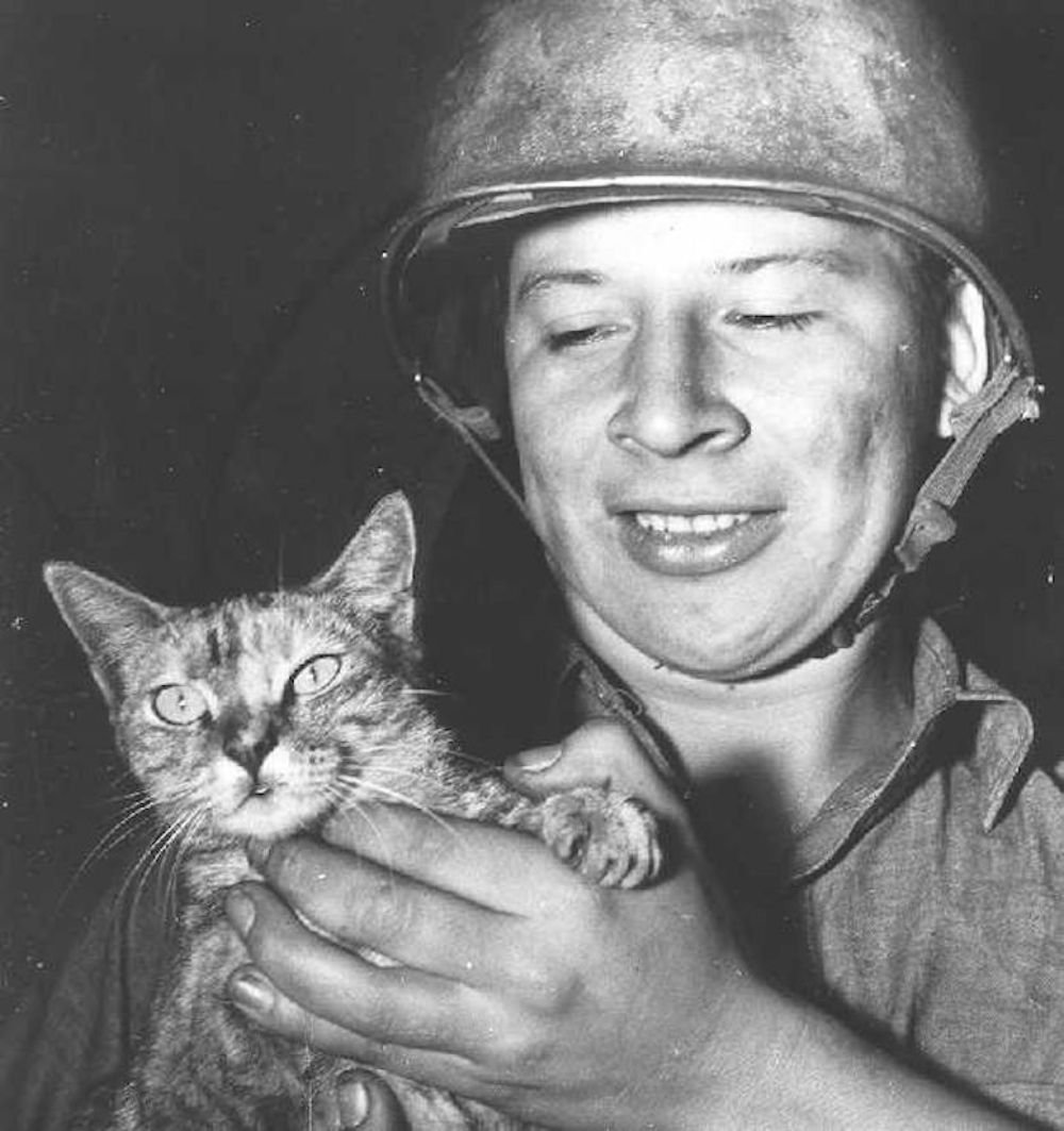Коты на войне (27 фото)