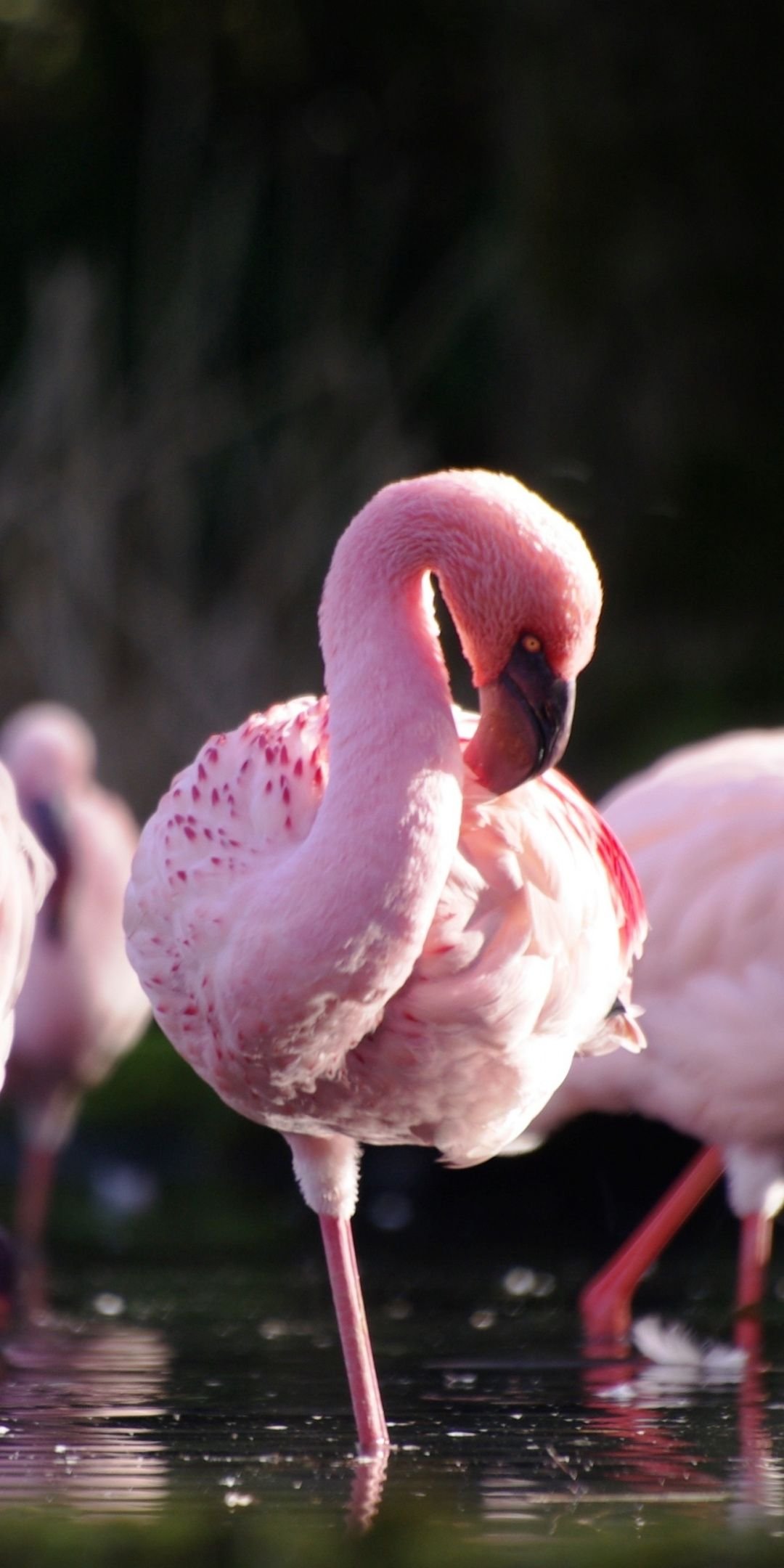 Милые Фламинго (34 фото)