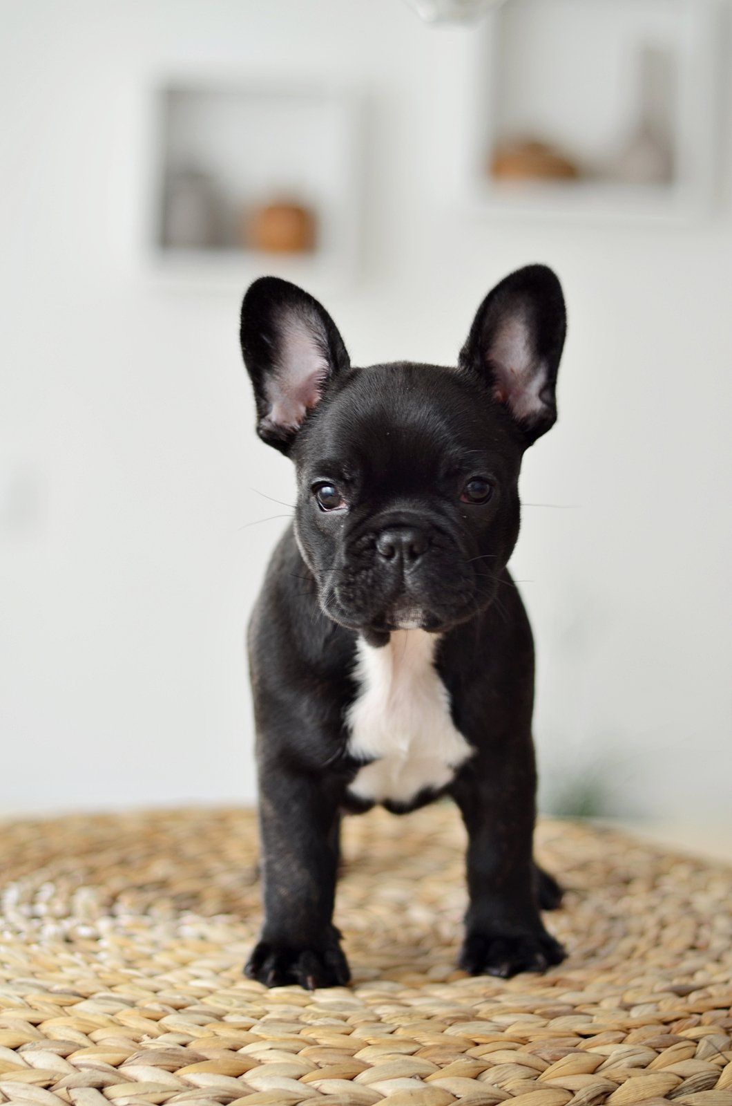 Породы черных маленьких собак (30 фото)