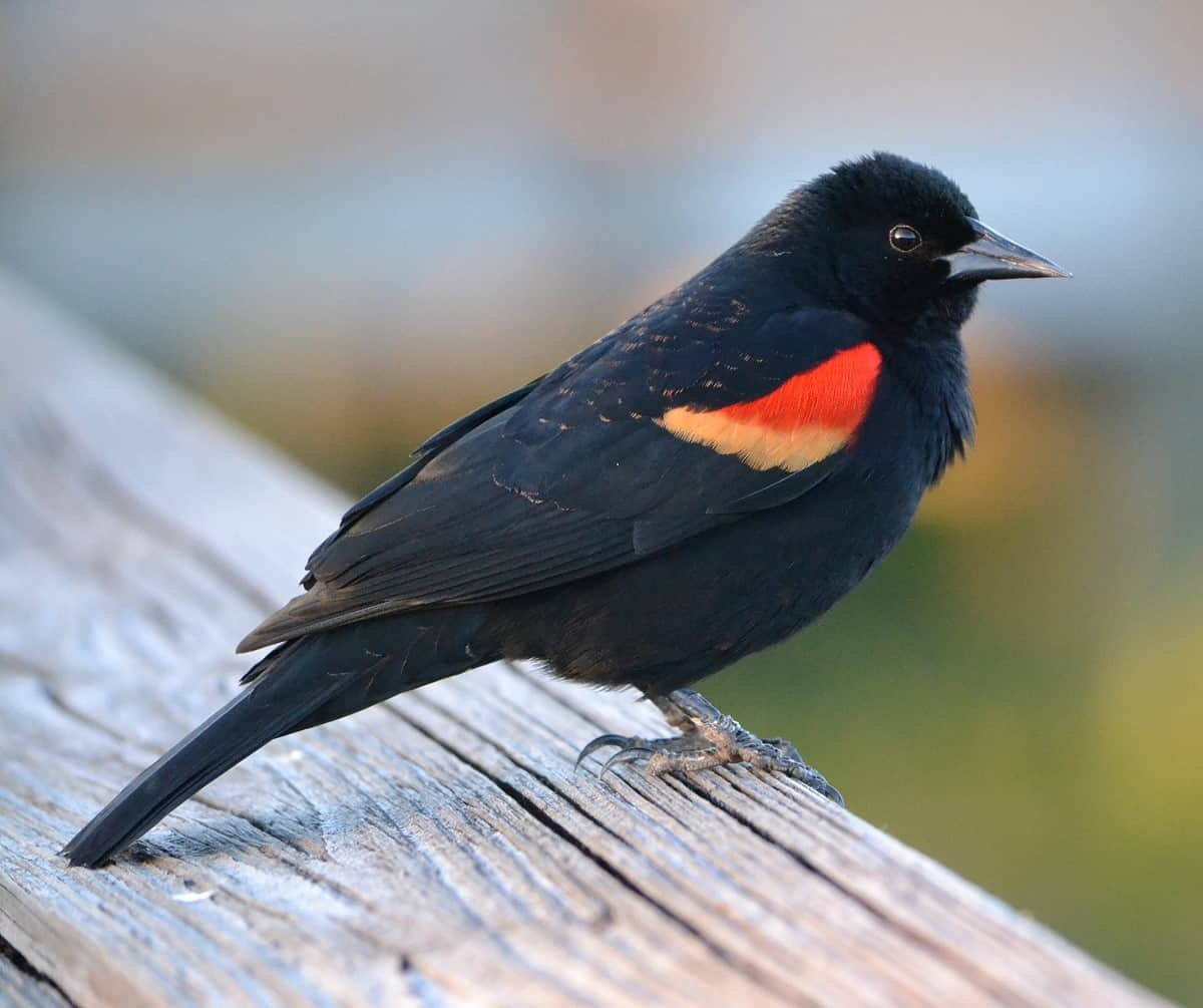 Маленькая черная птичка с красным хвостом (20 фото)
