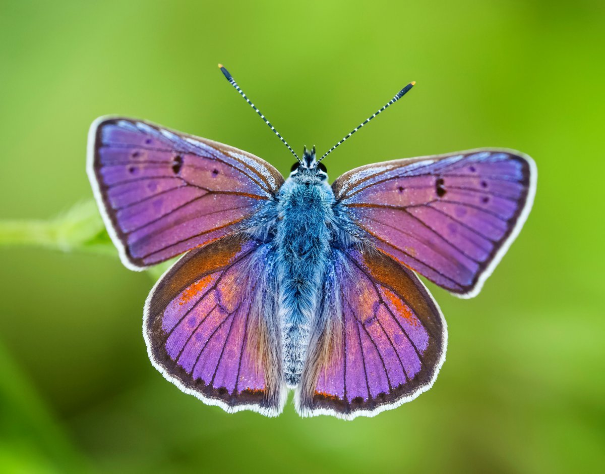 Бабочка с фиолетовыми крыльями (31 фото)