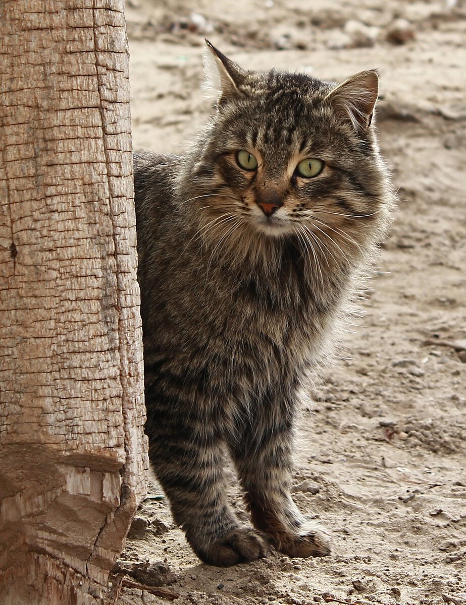 Кот дворовый обыкновенный (31 фото)