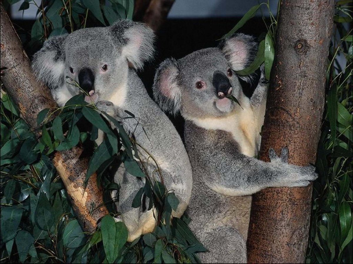 Панда и коала (29 фото)