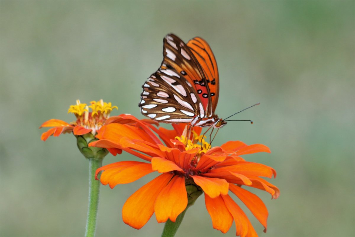 Маленькая оранжевая бабочка (28 фото)