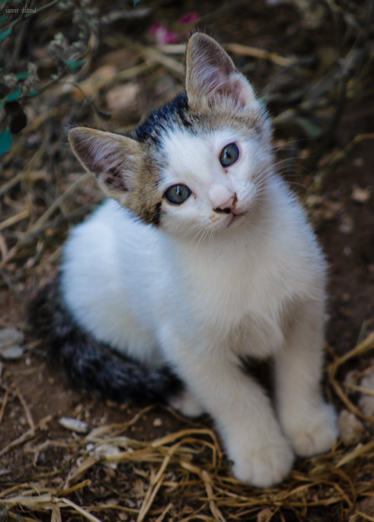 Сирийская кошка (29 фото)