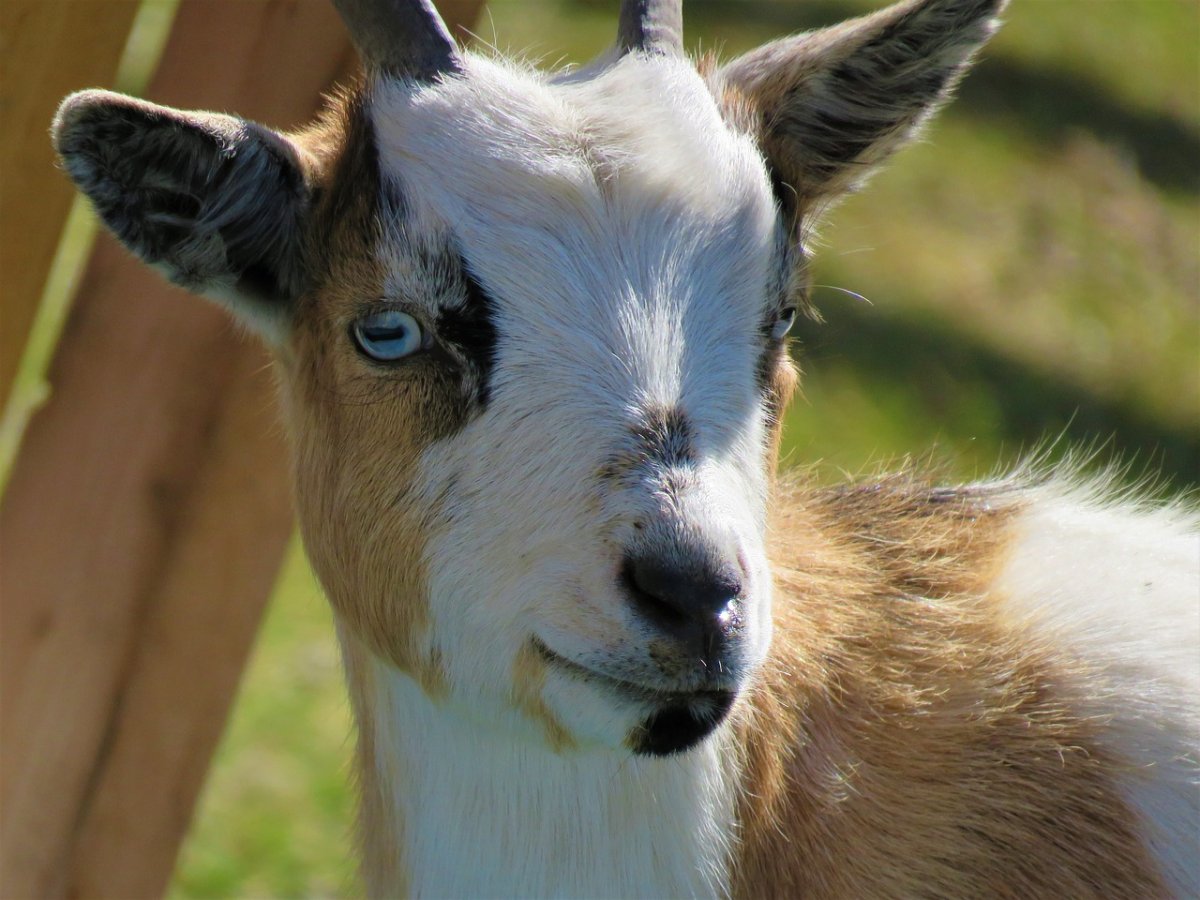 Длинноухие козы (28 фото)