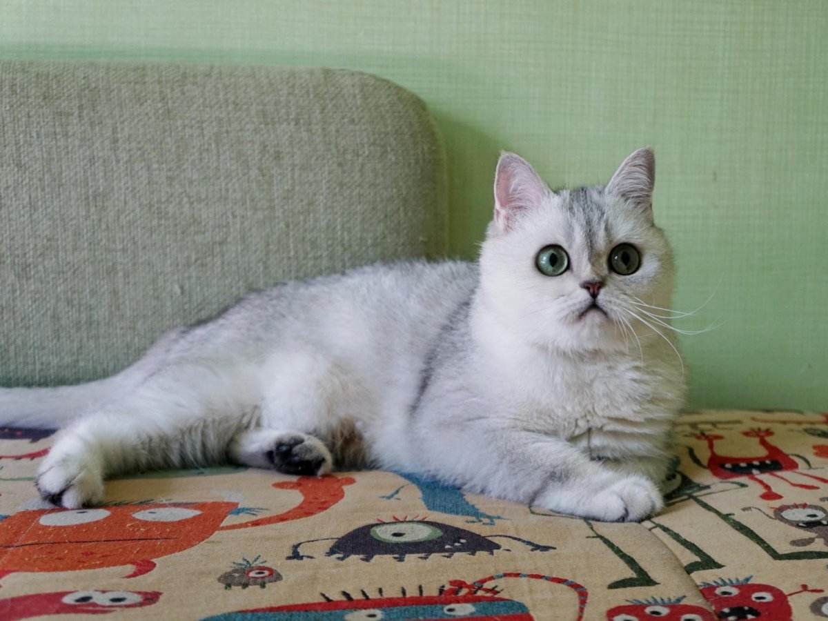 Шотландский кот прямоухий белый (33 фото)