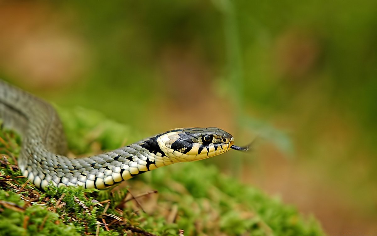 Змеи в Татарстане (30 фото)