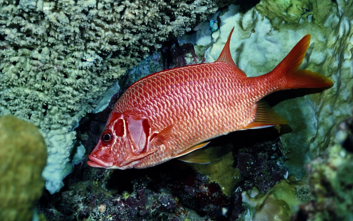 Рыба с красной чешуей (34 фото)